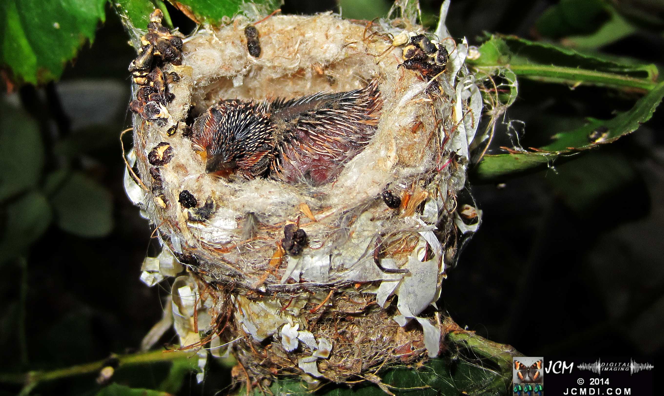 Allens Hummingbird Chick in Nest